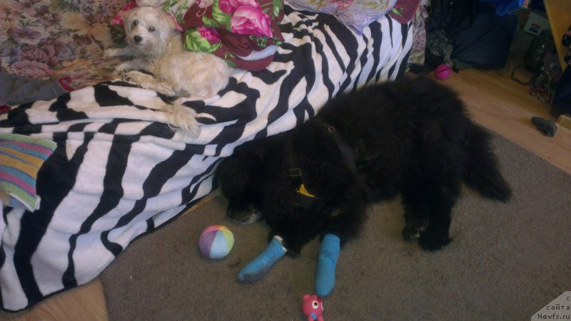 Фото: Dar'ya Elgeshina (Дарья Елгешина)