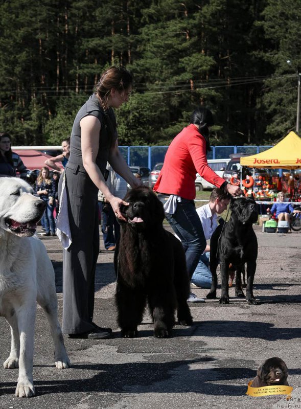 Фото: Viktor Hrischanovich (Виктор Хрищанович), ньюфаундленд I’m Meant to be The Top iz Volotova (И’м Mинт ту би зэ Топ из Волотова)