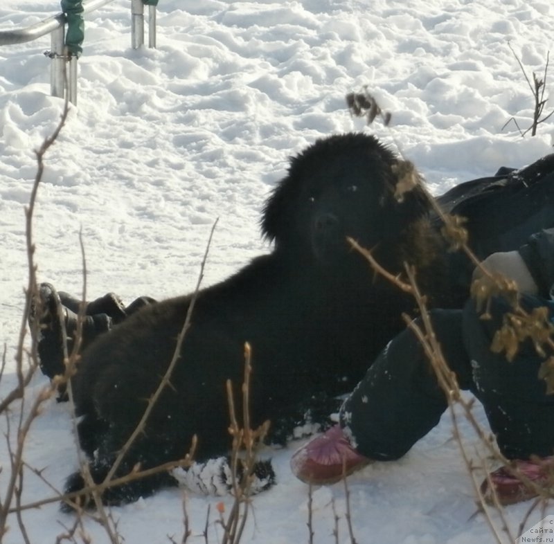 Фото: ньюфаундленд Kupava Krasavica Vodyanaya Liliya (Купава Красавица Водяная Лилия)