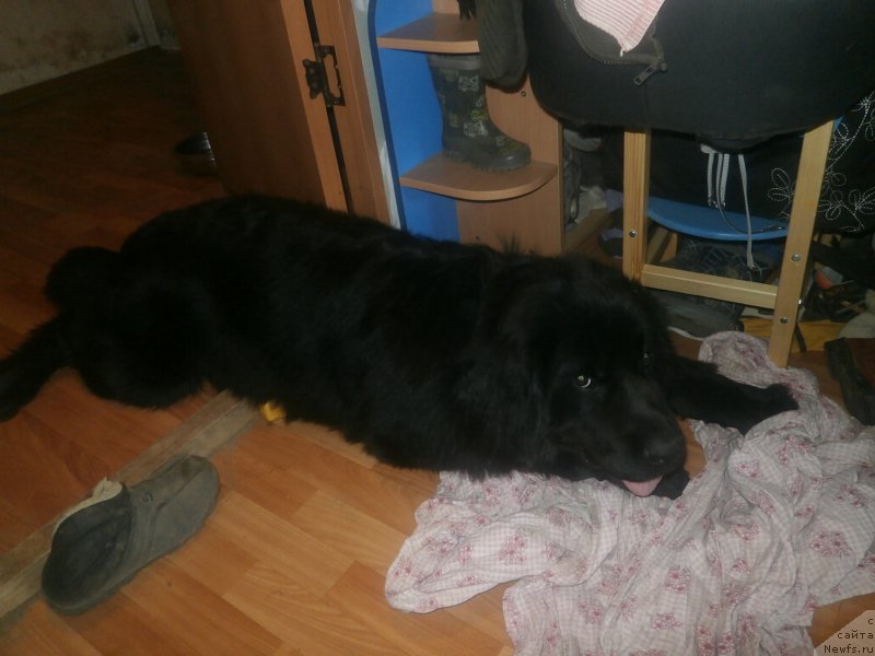 Фото: ньюфаундленд Kupava Krasavica Vodyanaya Liliya (Купава Красавица Водяная Лилия)