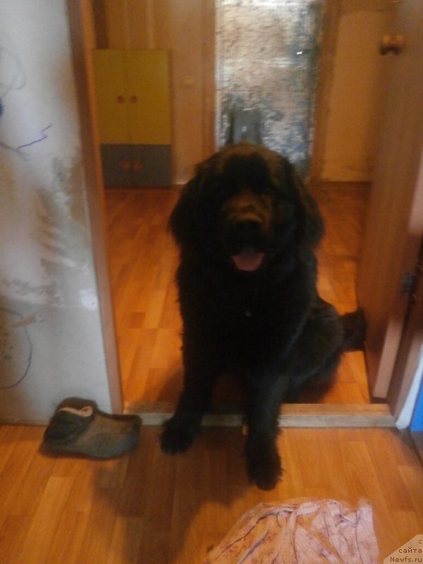 Фото: ньюфаундленд Kupava Krasavica Vodyanaya Liliya (Купава Красавица Водяная Лилия)