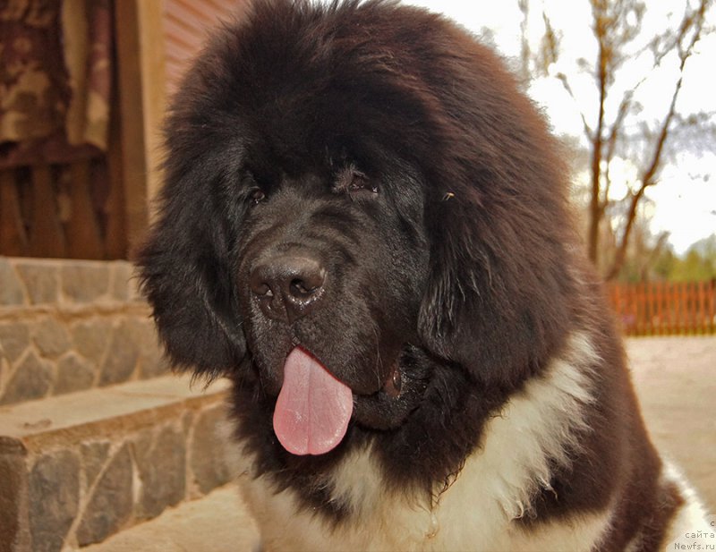 Фотография № 224944