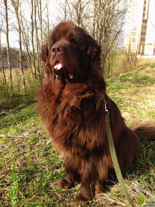 Фото: ньюфаундленд Al'fa Dar Oksa Vivat (Альфа Дар Окса Виват)