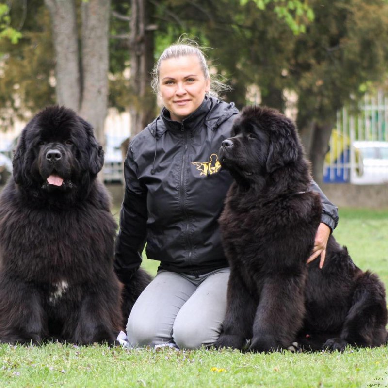 Фото: ньюфаундленд N'yufort Instinkt Vinner Knayt Itus (Ньюфорт Инстинкт Виннер Кнайт Итус), мама Габриэла