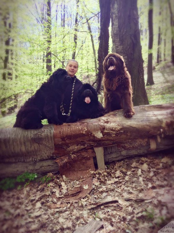 Фото: ньюфаундленд N'yufort Instinkt Vinner Knayt Itus (Ньюфорт Инстинкт Виннер Кнайт Итус)