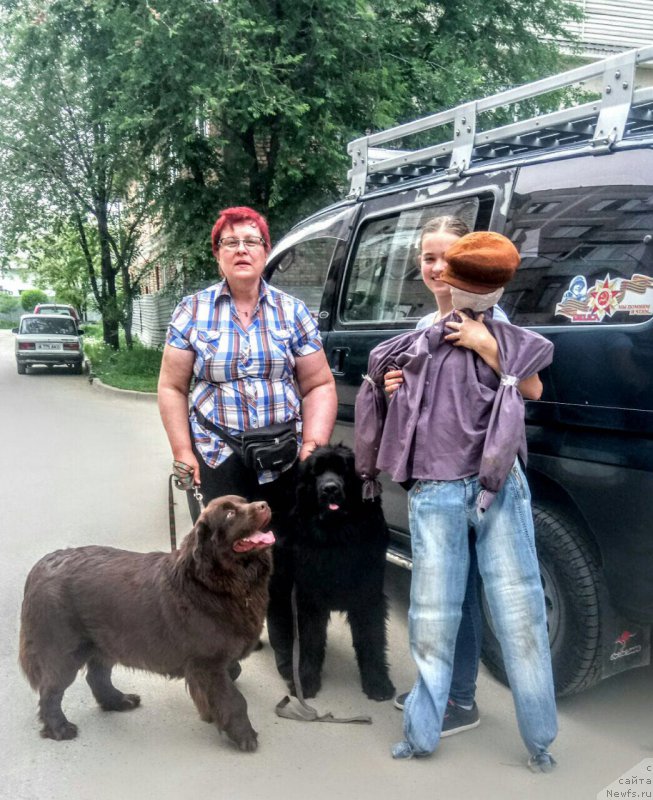 Фото: ньюфаундленд Al'fa Dar Oksa Verka Serdyuchka (Альфа Дар Окса Верка Сердючка)