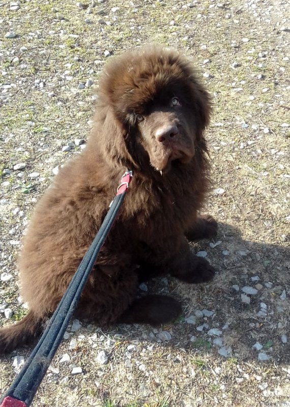 Фото: ньюфаундленд Brownblood MSK Lyon Labi-Roni (Браунблад  МСК Лион Лаби-Рони)