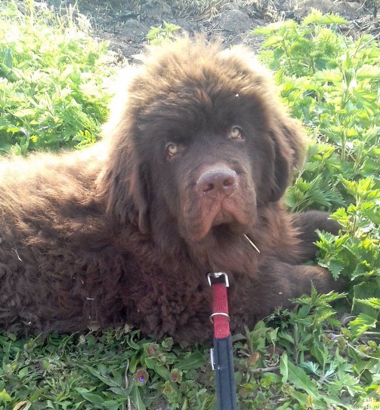 Фото: ньюфаундленд Brownblood MSK Lyon Labi-Roni (Браунблад  МСК Лион Лаби-Рони)