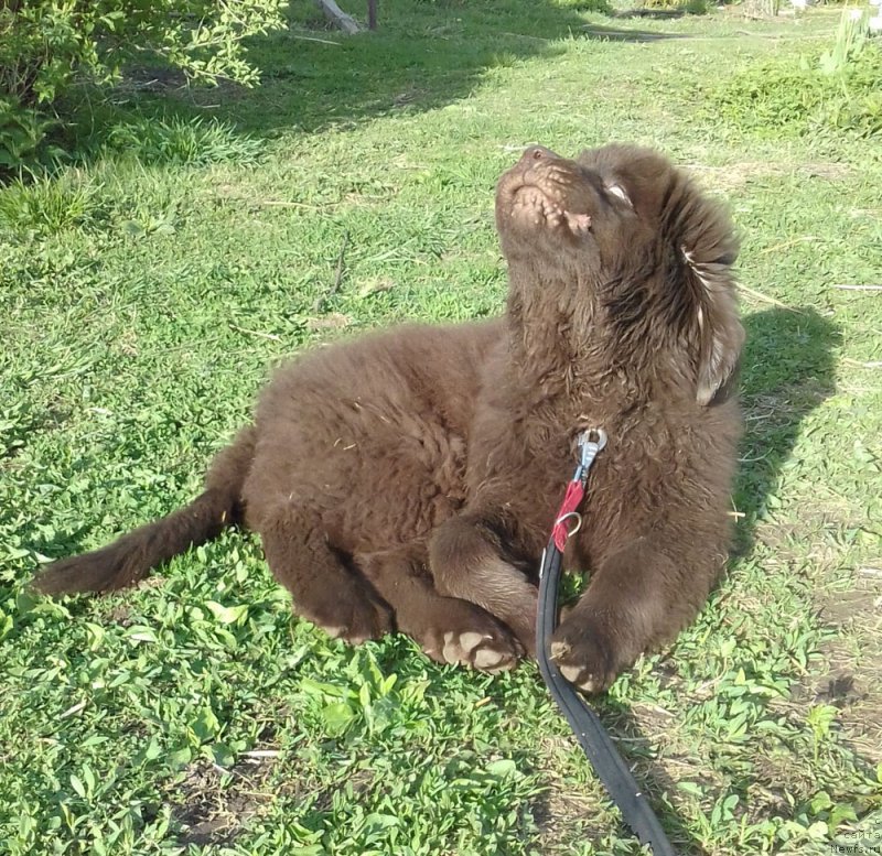 Фото: ньюфаундленд Brownblood MSK Lyon Labi-Roni (Браунблад  МСК Лион Лаби-Рони)