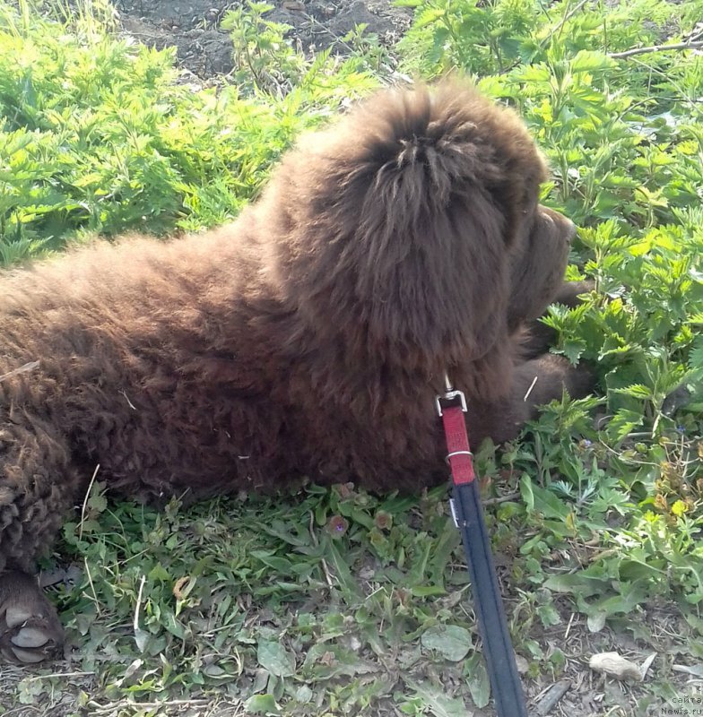 Фото: ньюфаундленд Brownblood MSK Lyon Labi-Roni (Браунблад  МСК Лион Лаби-Рони)