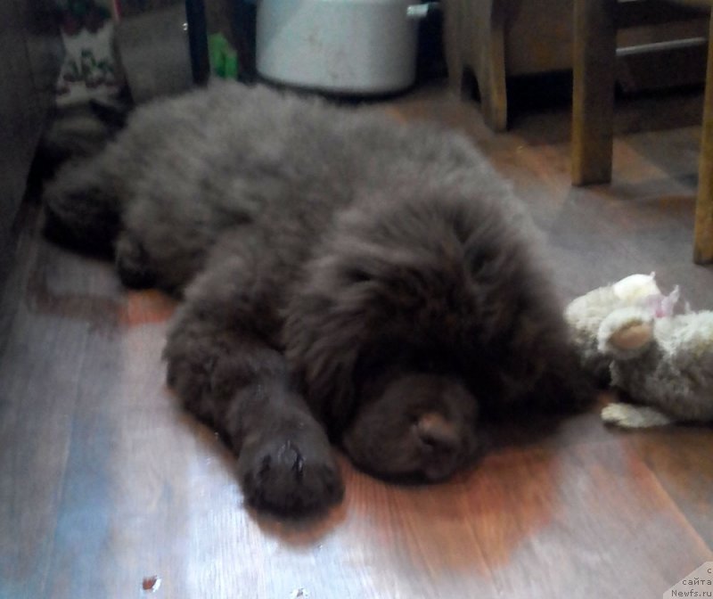 Фото: ньюфаундленд Brownblood MSK Lyon Labi-Roni (Браунблад  МСК Лион Лаби-Рони)