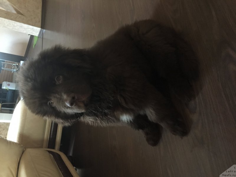 Фото: ньюфаундленд Apofeoz Bogov Zevs (Апофеоз Богов Зевс)