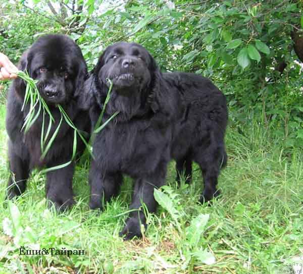 Фото: ньюфаундленд Tayran Alihan (Тайран Алихан)