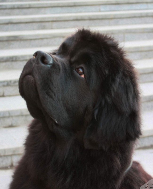 Фото: ньюфаундленд Moon Brook Egyptian Queen (Моон Броок Египтиан Куиин)