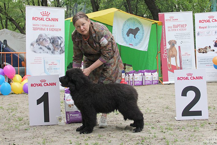 Фото: ньюфаундленд Akvatoriya Kelvin Lavrentiy (Акватория Келвин Лаврентий)
