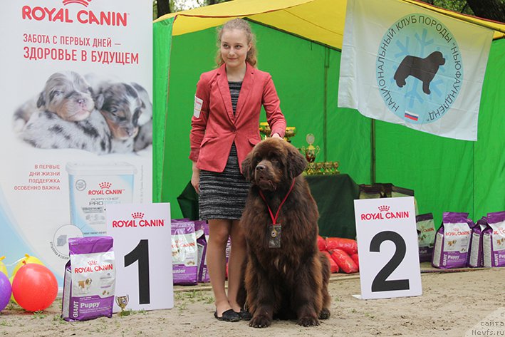 Фото: ньюфаундленд Loki Gud of Fayer (Локи Гуд оф Файер)