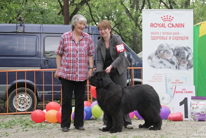 Фото: ньюфаундленд Terra Viktoriya Bogemnaya L'vica (Терра Виктория Богемная Львица)