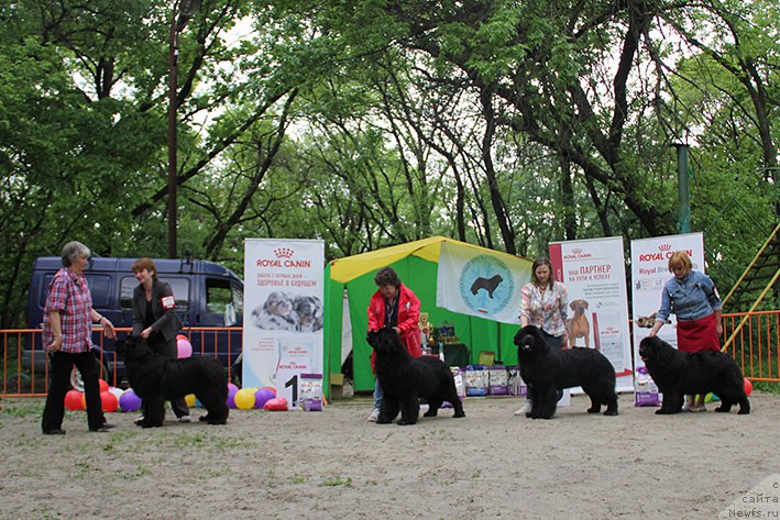 Фото: ньюфаундленд Terra Viktoriya Bogemnaya L'vica (Терра Виктория Богемная Львица), ньюфаундленд Ifidzheniya s Berega Dona (Ифиджения с Берега Дона), ньюфаундленд Aquatoriya Kelvin Zhasmin (Акватория Келвин Жасмин), ньюфаундленд Zhemchuzhina Kubani Zira (Жемчужина Кубани Зира)