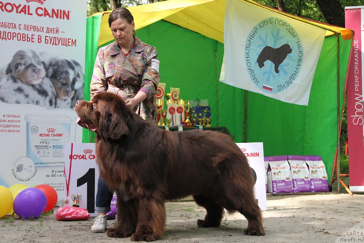 Фото: ньюфаундленд Aquatoriya Kelvin Rise After Me (Акватория Келвин Райз Афтэ Ми)