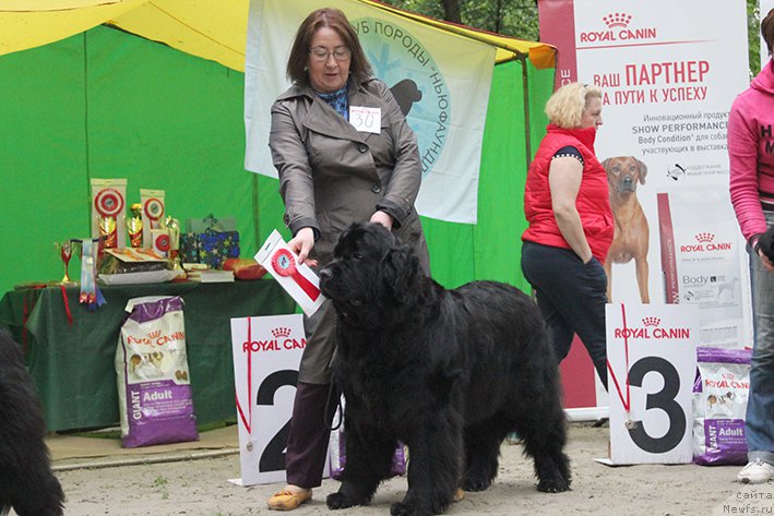 Фото: ньюфаундленд Ugryum Reka iz Tihogo Omuta (Угрюм Река Из Тихого Омута)