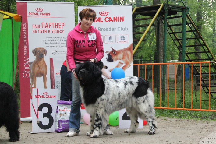 Фото: ньюфаундленд Skazochnaya Kroha SHampan' (Сказочная Кроха Шампань)