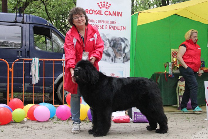 Фото: ньюфаундленд Scha-Da s Berega Dona (Ща-Да с Берега Дона)
