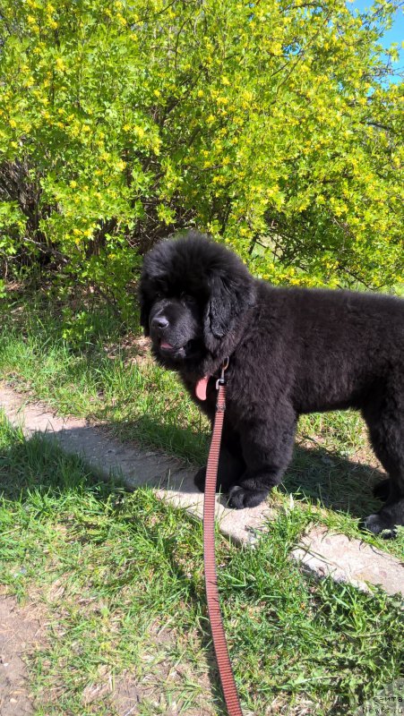 Фото: ньюфаундленд Infant Foreva YAng (Инфант Форева Янг)