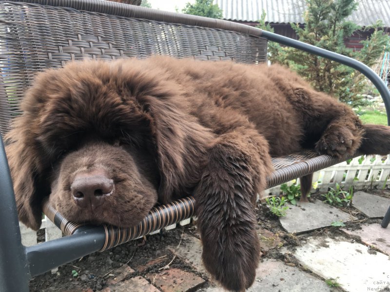 Фото: ньюфаундленд Brownblood MSK Larchie Ardon (Браунблад МСК Ларчи Ардон)