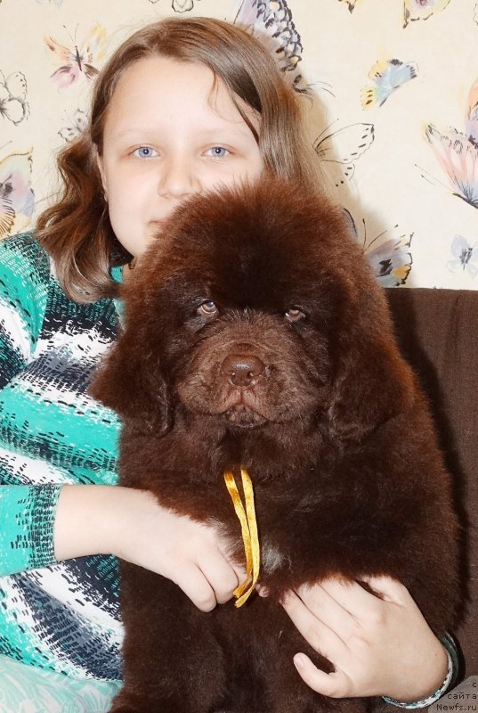 Фото: ньюфаундленд Brownblood MSK Darlina Joy (Браунблад МСК Дарлина Джой)