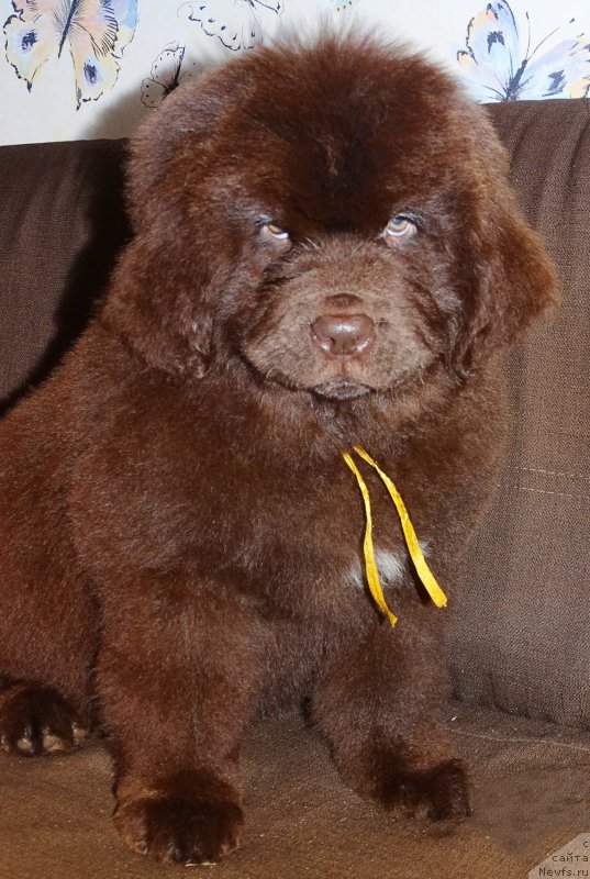 Фото: ньюфаундленд Brownblood MSK Darlina Joy (Браунблад МСК Дарлина Джой)