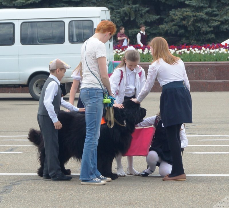 Фото: ньюфаундленд Charuyuschiy Chezario (Чарующий Чезарио)