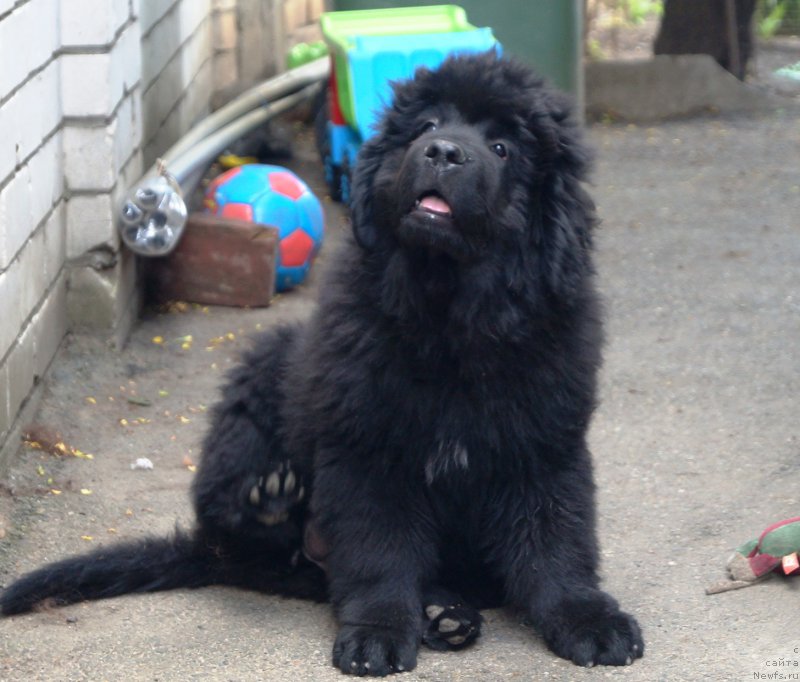 Фото: ньюфаундленд Anariyel' Luchik Udachi (Анариэль Лучик Удачи)