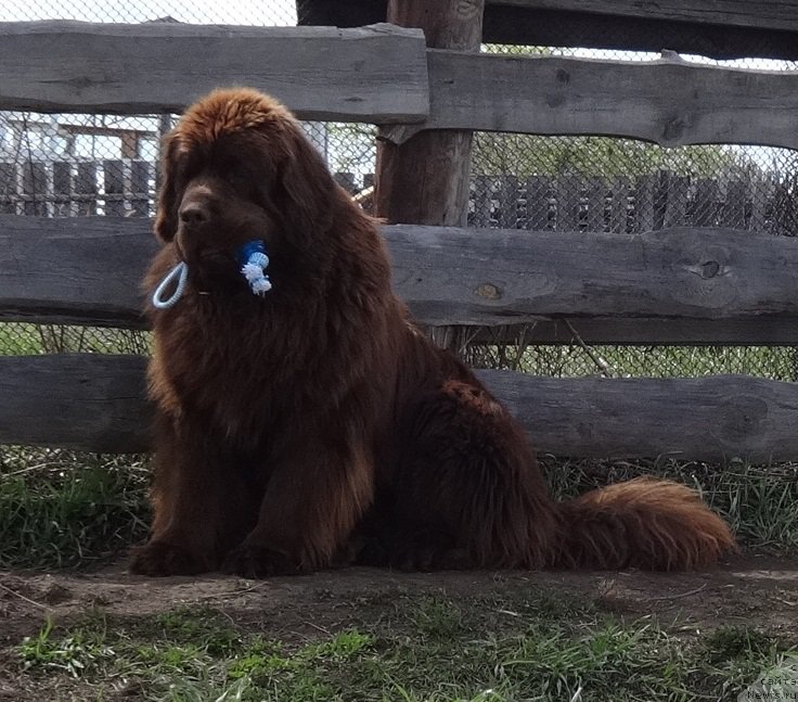 Фото: ньюфаундленд Funnewf Avalon (Фанньюф Авалон)