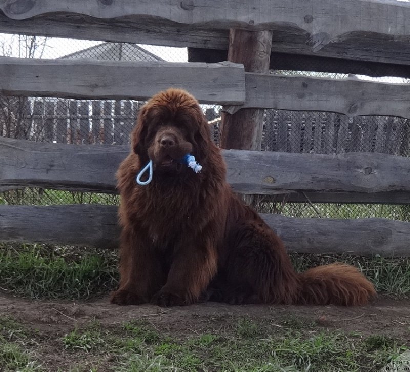 Фото: ньюфаундленд Funnewf Avalon (Фанньюф Авалон)