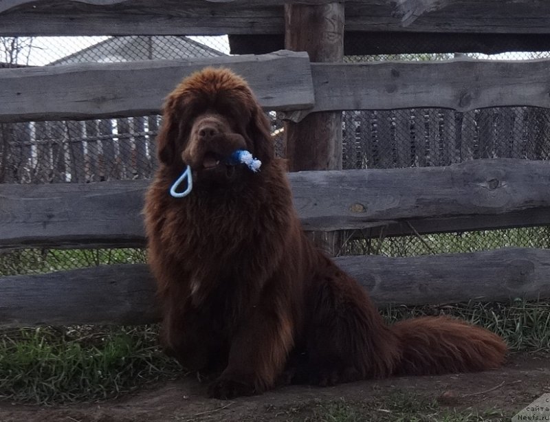 Фото: ньюфаундленд Funnewf Avalon (Фанньюф Авалон)