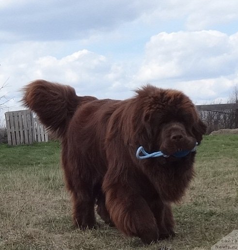 Фото: ньюфаундленд Funnewf Avalon (Фанньюф Авалон)