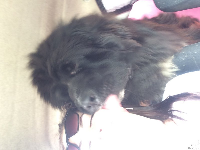 Фото: ньюфаундленд Zvezdochet ot Sibirskogo Medvedya (Звездочет от Сибирского Медведя)