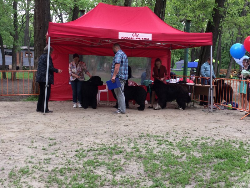 Фото: ньюфаундленд Zvezdochet ot Sibirskogo Medvedya (Звездочет от Сибирского Медведя)