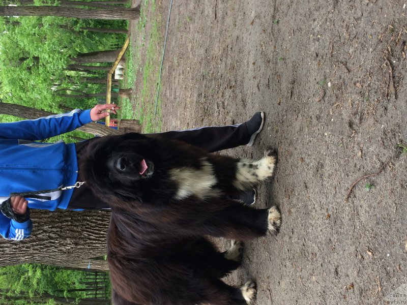 Фото: ньюфаундленд Zvezdochet ot Sibirskogo Medvedya (Звездочет от Сибирского Медведя)