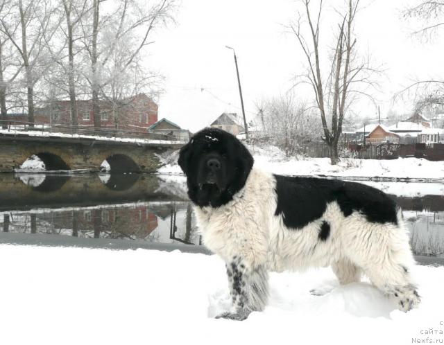 Фото: ньюфаундленд Super Bizon Argo (Супер Бизон Арго)