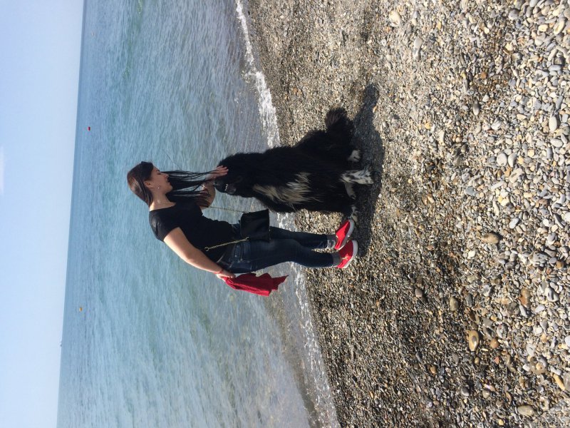 Фото: ньюфаундленд Zvezdochet ot Sibirskogo Medvedya (Звездочет от Сибирского Медведя)