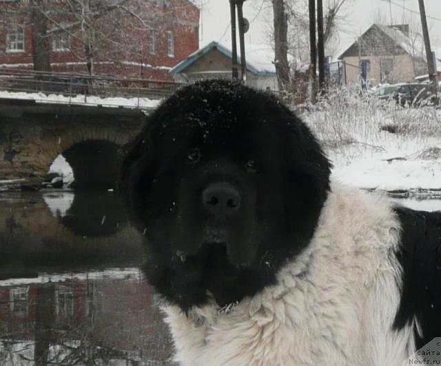 Фото: ньюфаундленд Super Bizon Argo (Супер Бизон Арго)