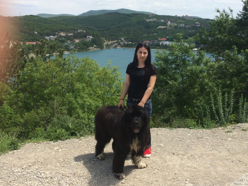 Фото: ньюфаундленд Zvezdochet ot Sibirskogo Medvedya (Звездочет от Сибирского Медведя), Irina Anufrieva (Ирина Ануфриева)