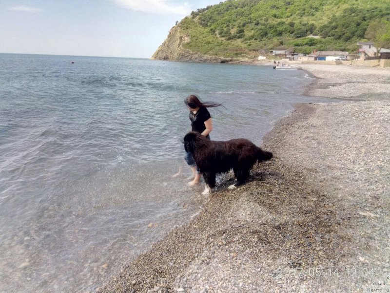 Фото: ньюфаундленд Zvezdochet ot Sibirskogo Medvedya (Звездочет от Сибирского Медведя), Irina Anufrieva (Ирина Ануфриева)