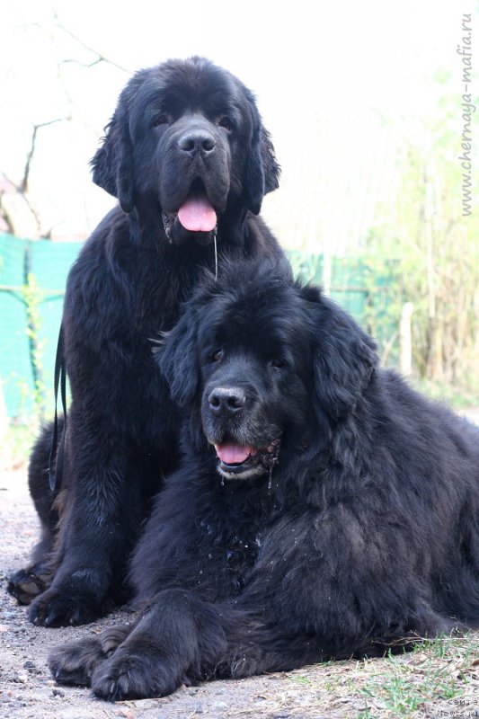 Фотография № 225095