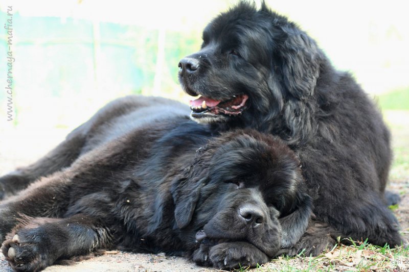 Фото: ньюфаундленд Chernaya Mafia Because I Am Worth It (Черная Мафия Бекаусе И Ам Вортх Ит), ньюфаундленд Usatyiy Nyan' Timosha (Усатый Нянь Тимоша)