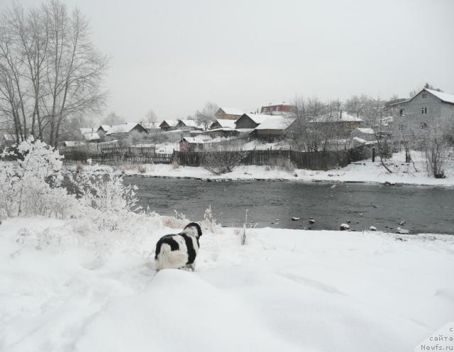 Фото: ньюфаундленд Plyushevaya Panda La Bella (Плюшевая Панда Ла Белла)