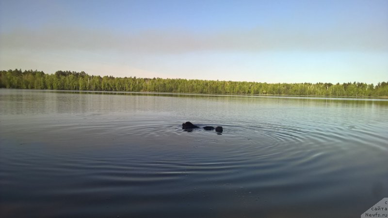 Фото: ньюфаундленд Brownblood MSK Zhanara Haya (Браунблад МСК Жанара Хайя)