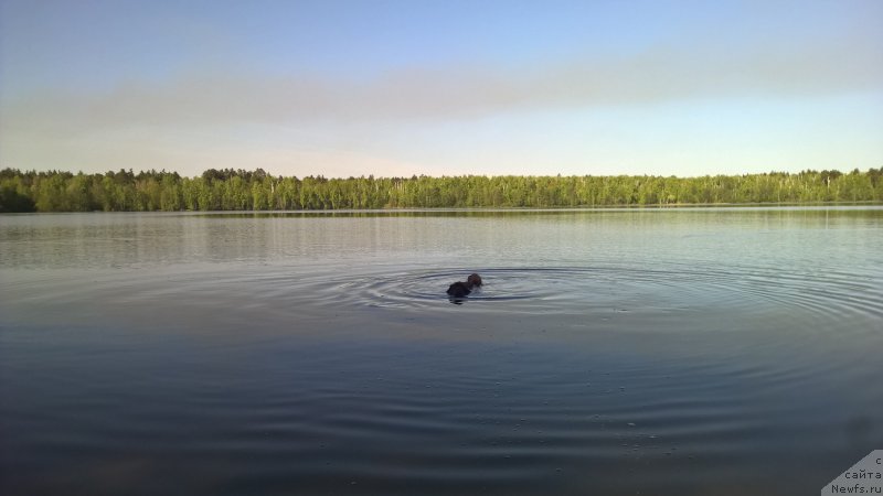 Фото: ньюфаундленд Brownblood MSK Zhanara Haya (Браунблад МСК Жанара Хайя)