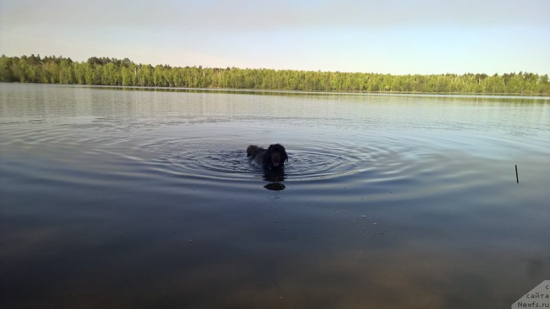 Фото: ньюфаундленд Brownblood MSK Zhanara Haya (Браунблад МСК Жанара Хайя)